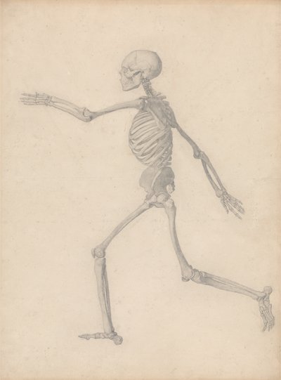 A Comparative Anatomical Exposition of the Structure of the Human Body with That of a Tiger and a Common Fowl: Human Skeleton, Lateral View (Close to the Final Study for Table III But Differs in Detail) by George Stubbs